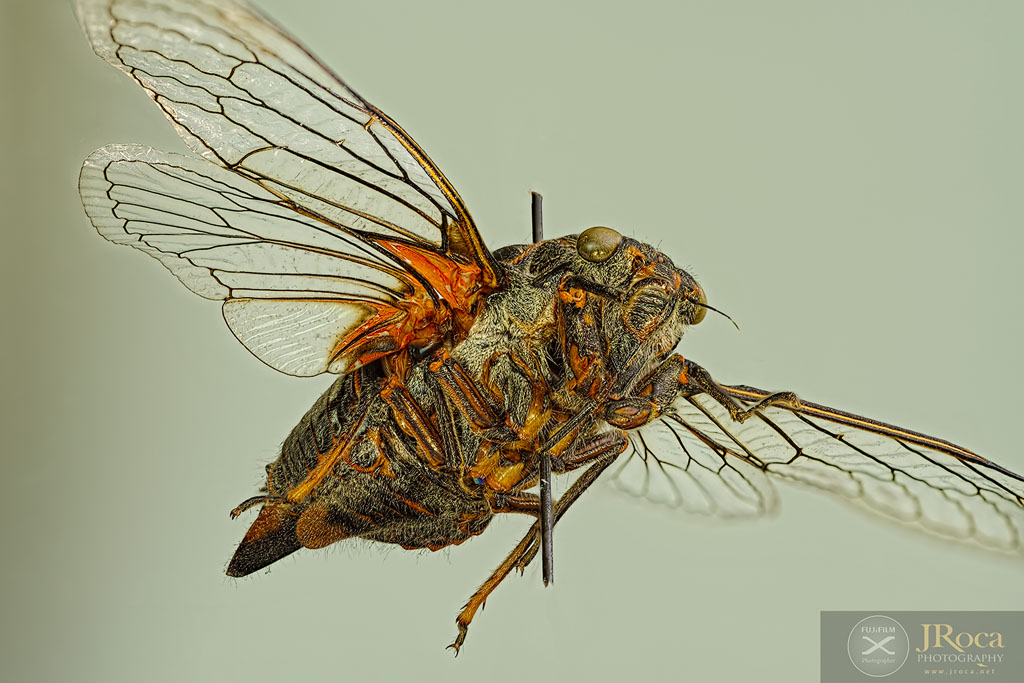 Cicada. UCME - 35691